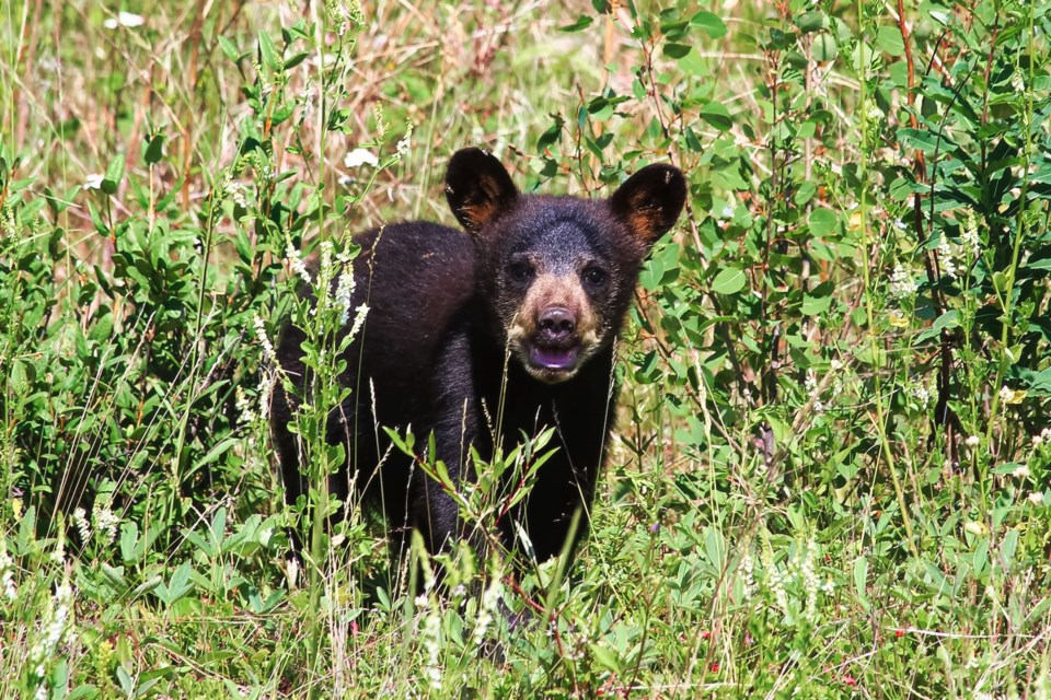 The Saskatchewan Ministry of Environment responds to our inquiry on the speculation of recent sighting of bear droppings at the regional park in Wilkie