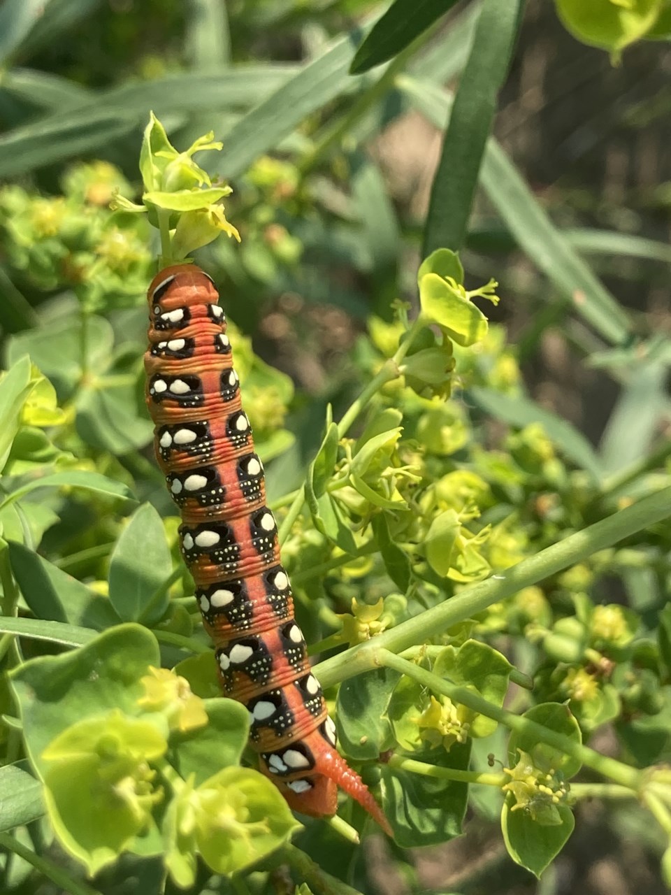 hawk-moth-caterpillar