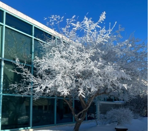 hoarfrost-in-estevan