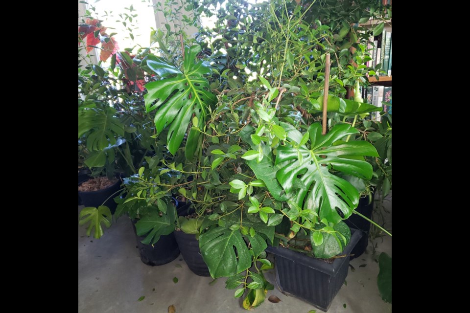 For plants I suspect have enticed soil-borne critters to find a nice winter home, the pots are submerged in tepid water for 15 or 20 minutes.