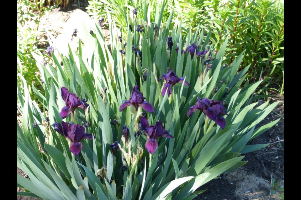 An intermediare bearded iris.
