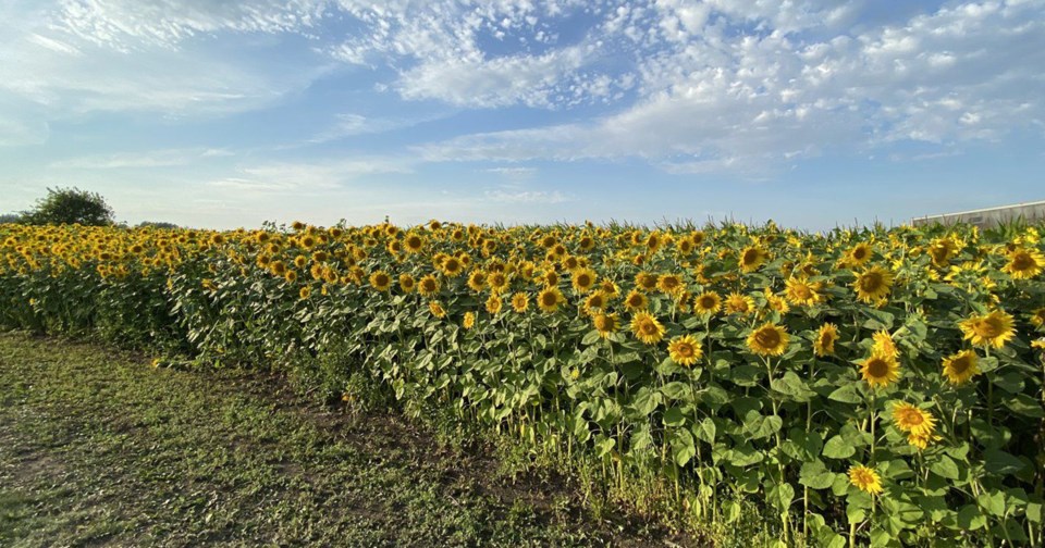 ljisunflowers