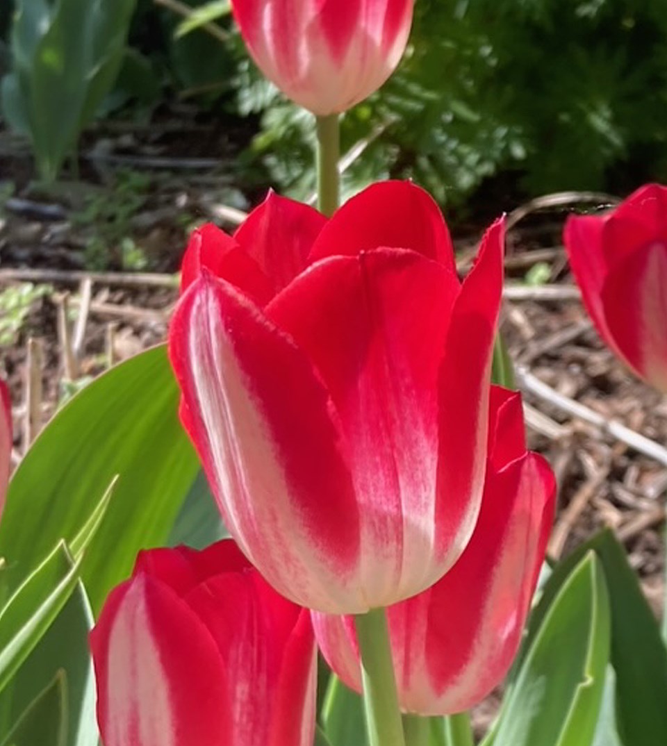 manntulip7