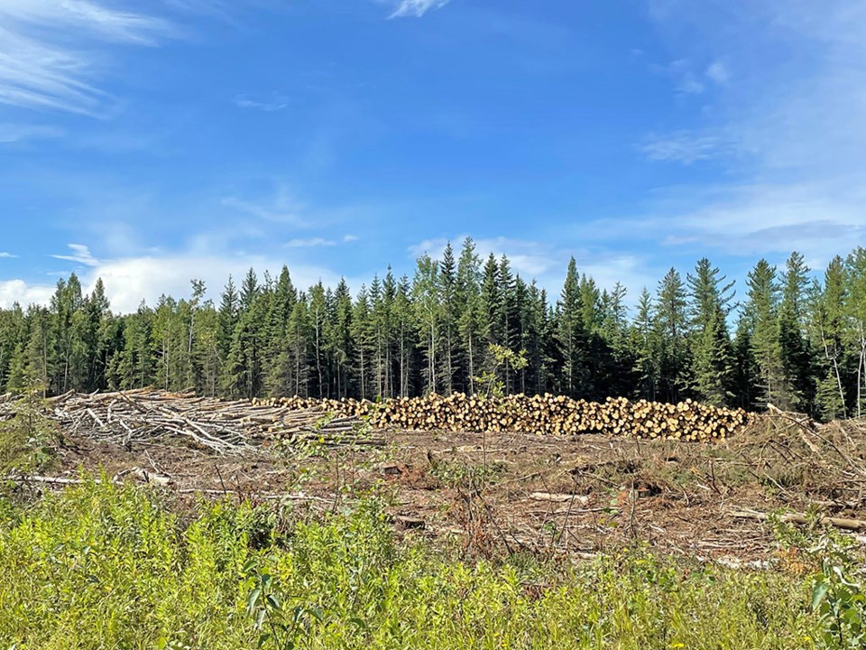 mayfair-logging