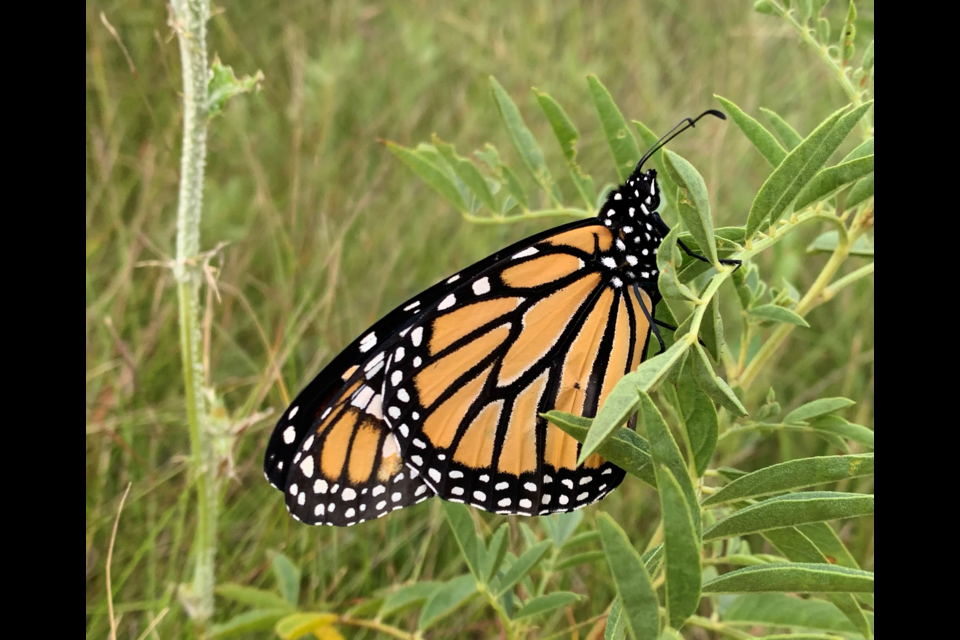 Monarchs are a species at risk throughout their range with Saskatchewan being at the northern extent of their range.