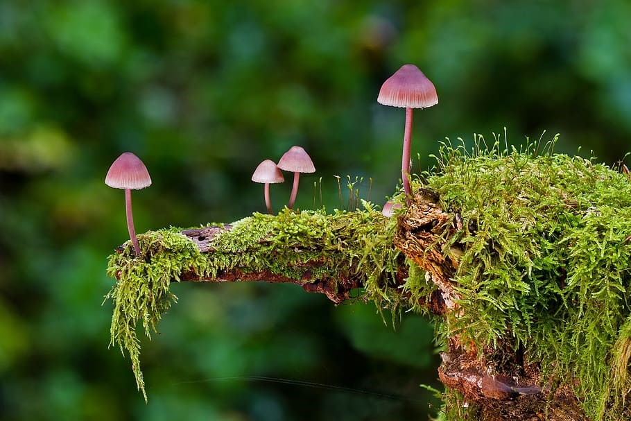 mushroomandmoss