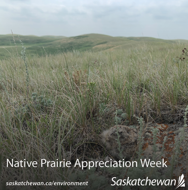 nativeprairie0625