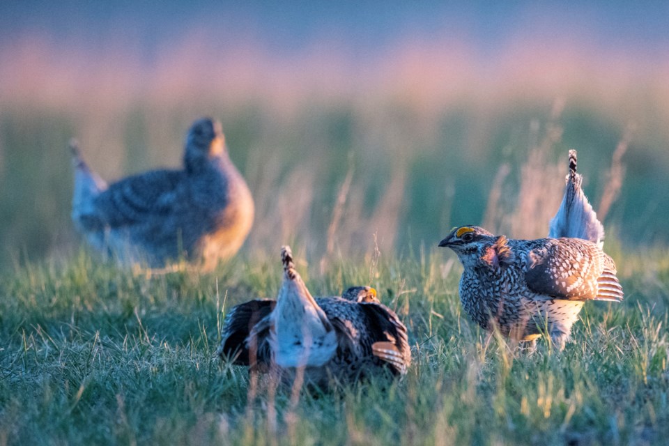 NCC mackie ranch grouse