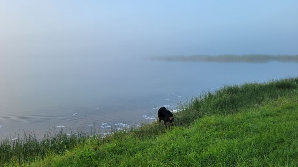 Observer Photo Contest in the fog