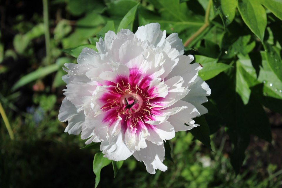 peony-itoh-rageddy-ann