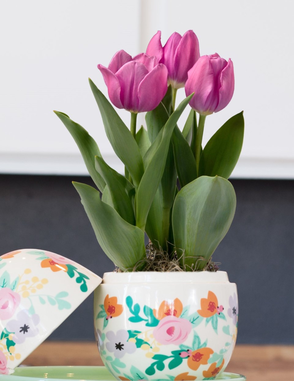 pottedtulips