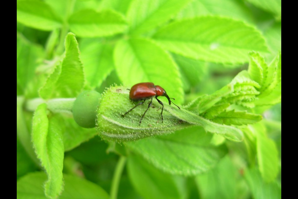 Rose curculio hard at work.          