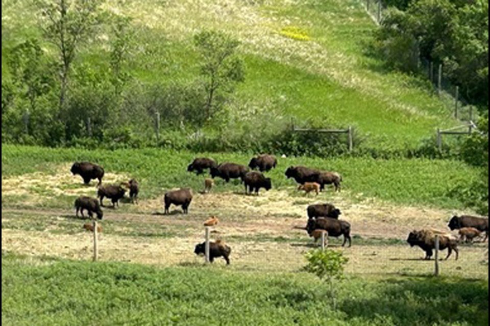 The herd lives on 250 acres of rolling hills and is not always visible from the fence line. 