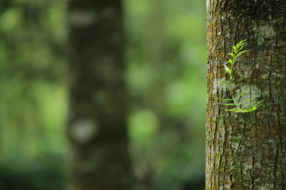 tree-trunk