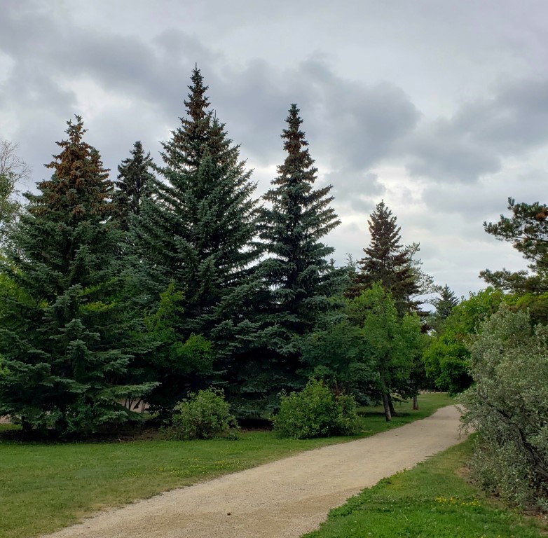 trees-in-park-medium