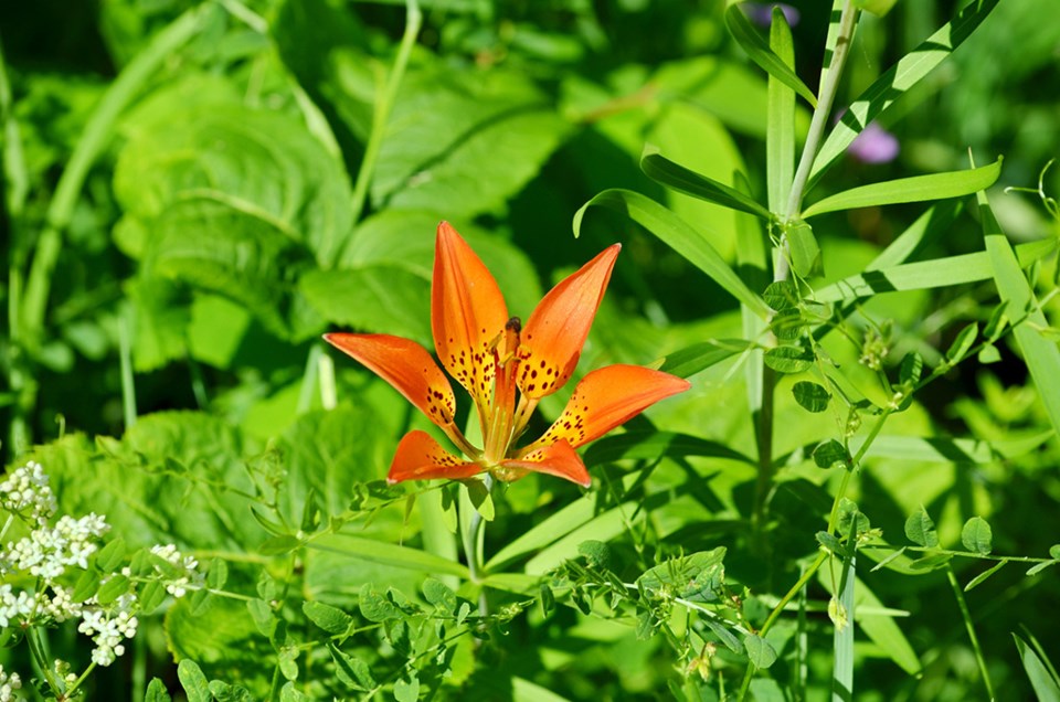 westernredlily