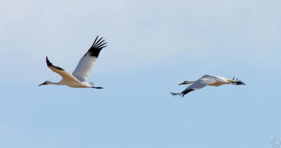 Whooping Cranes