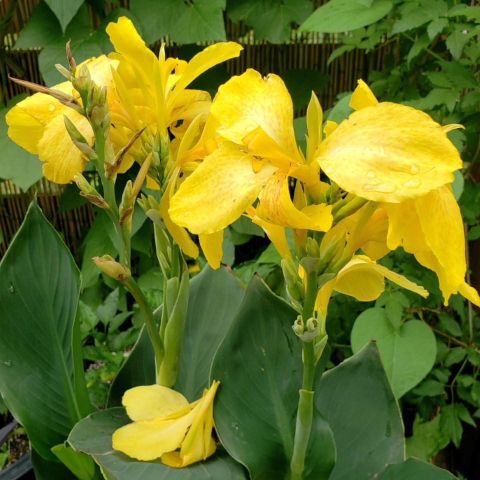 yellow-canna-large