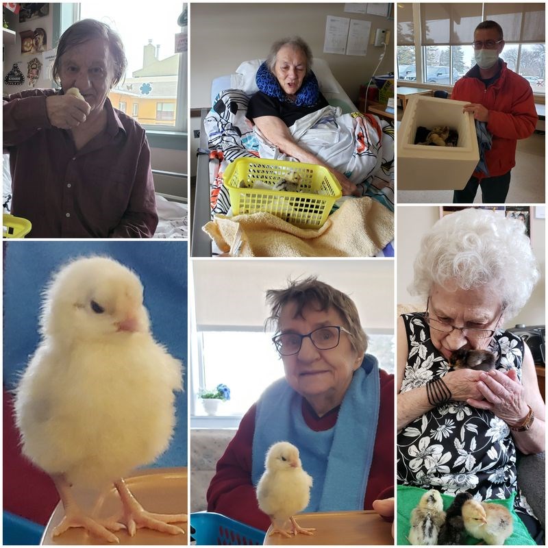 Kamsack Nursing Home CHICKS_result