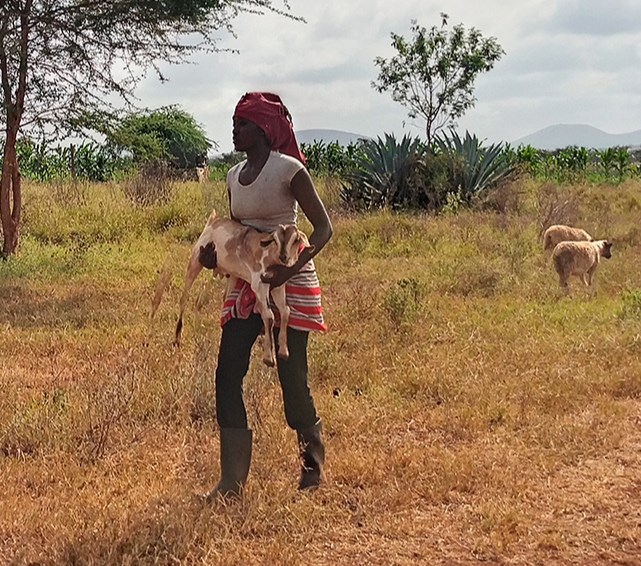 This is Juliet Ntaoti carrying a goat. Give Me Water Lord has a Goat Project in Kenya that donates a female goat to families who have lost everything due to the previous droughts. The Goat Project includes the vaccination, transportation and purchase of a goat for a total cost of $125 US.