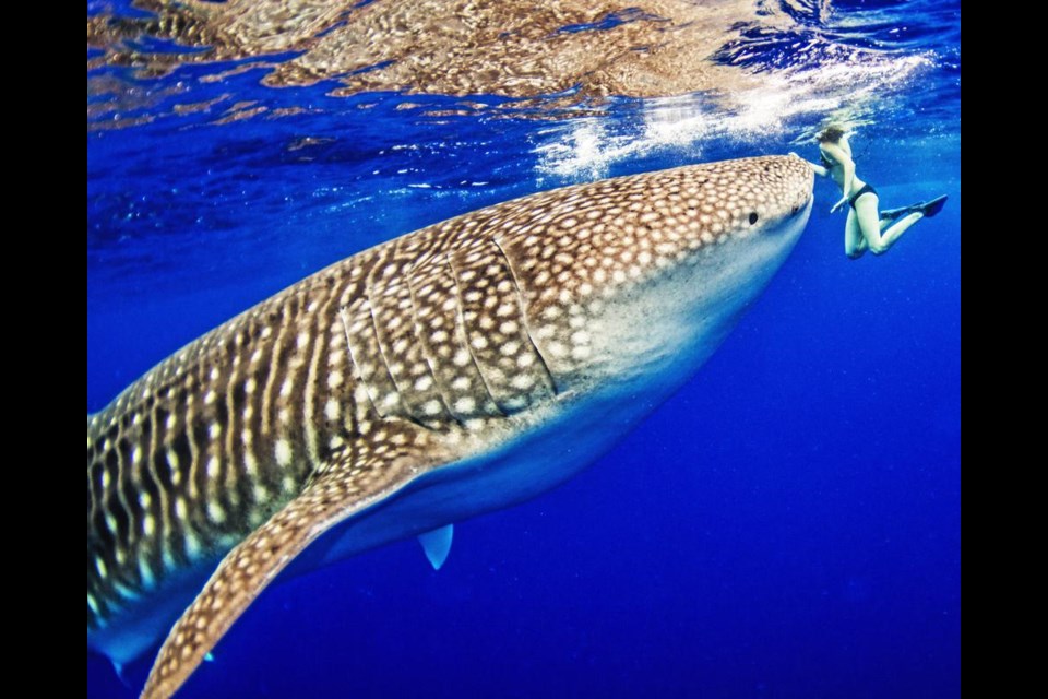 Zoe Molder was at the surface adjusting her mask and goggles when a 40-foot whale shark came up to see her, off the coast of Kona, Hawaii