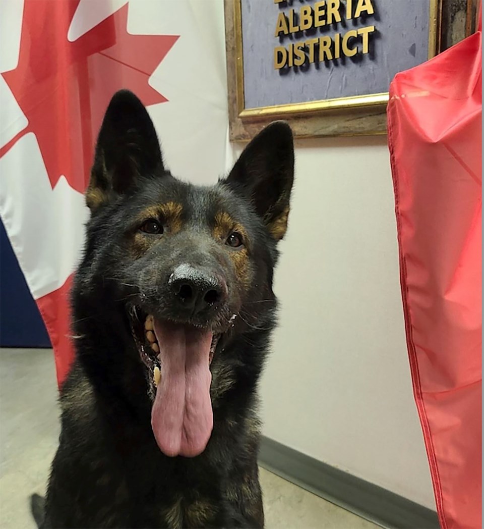 albertarcmpdog