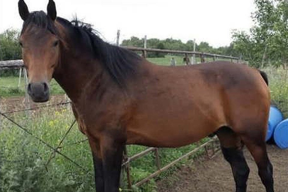arabianbaystud