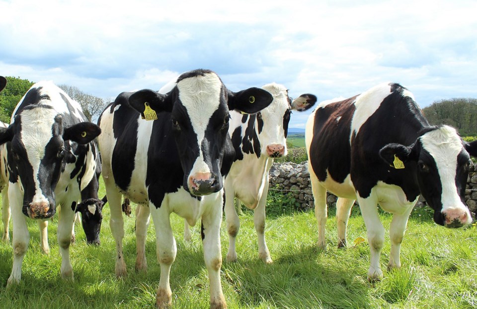 cattleseized