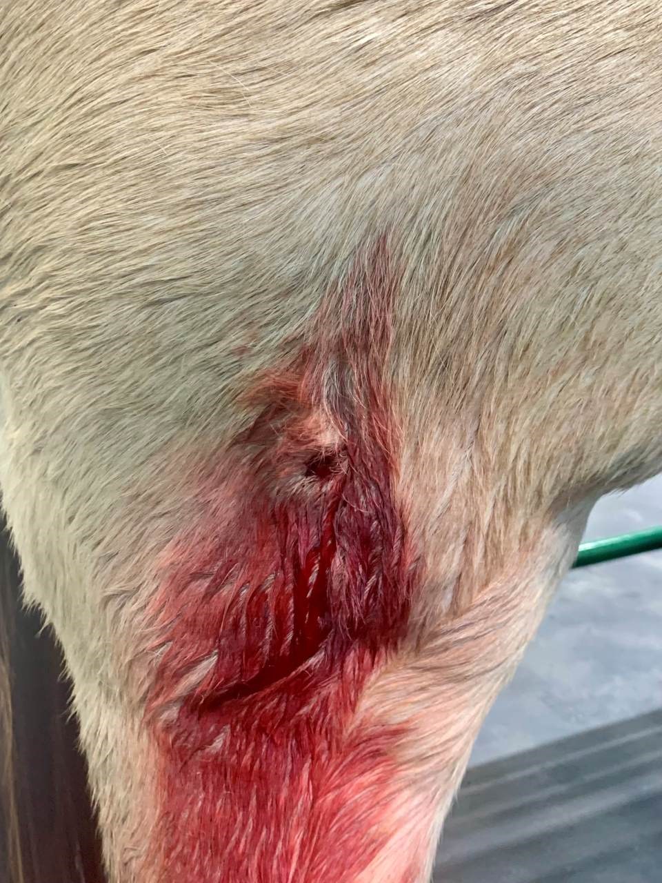 horse-shot-sasktip