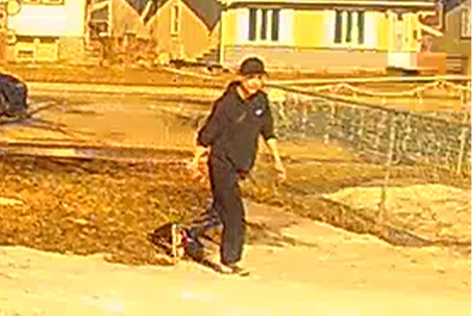 dogshooting