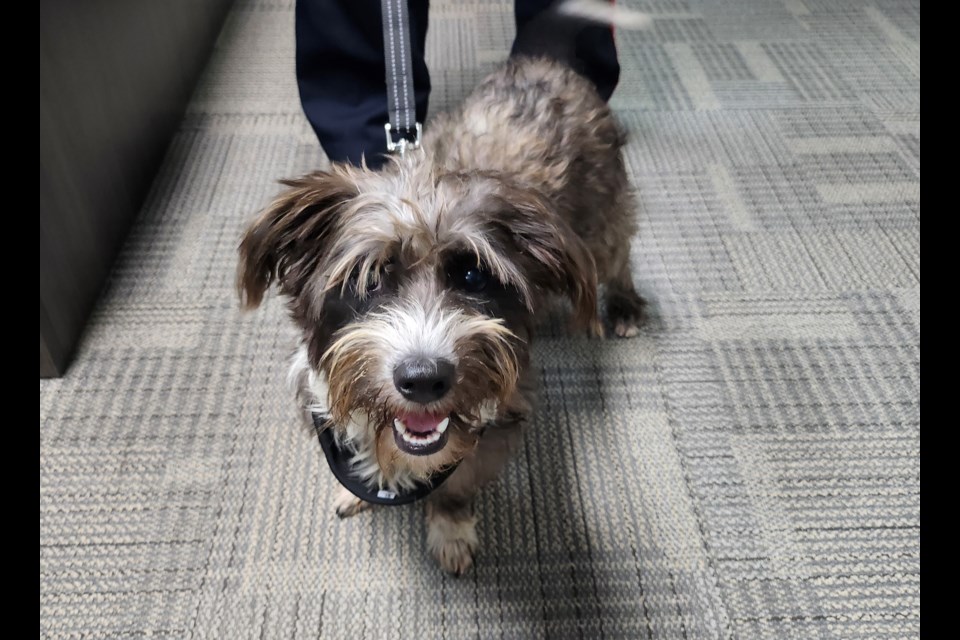 Cherry came to the Estevan Police Service through Companion Paws Canada and will be completing her training to be a full-time member of the EPS as the service therapy dog.