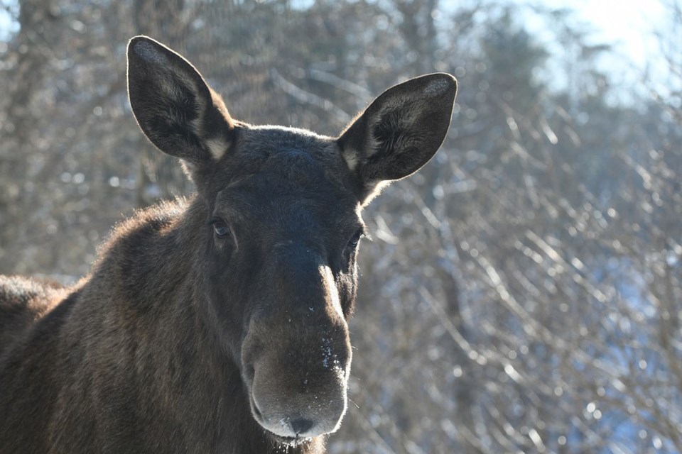 moosecow