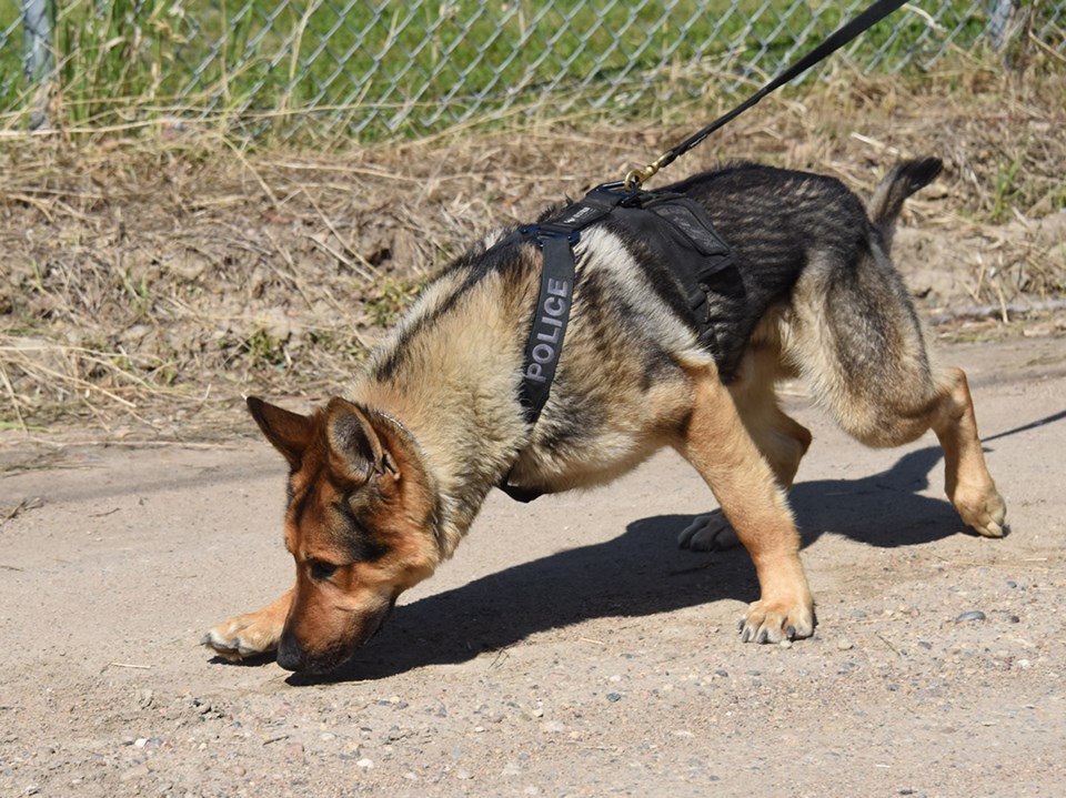 princealbertpolicedog