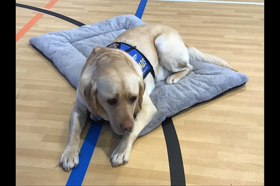 Meet the new Regina Police facility dog Sinclair.