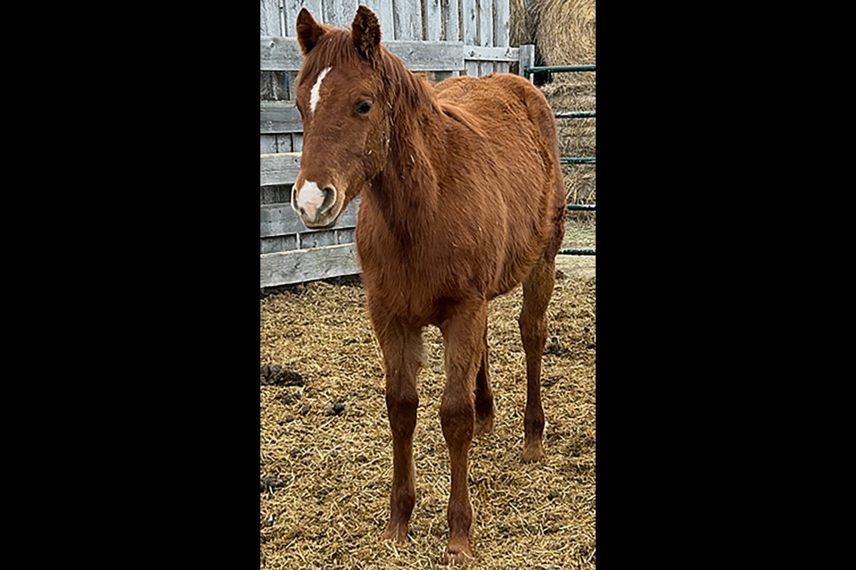 Shown is a photo of the Sorrel stud colt that went missing.