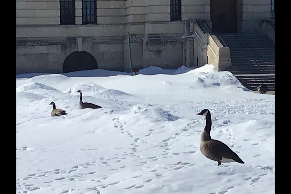 A familiar sight to Wascana Centre has returned: Canada geese.