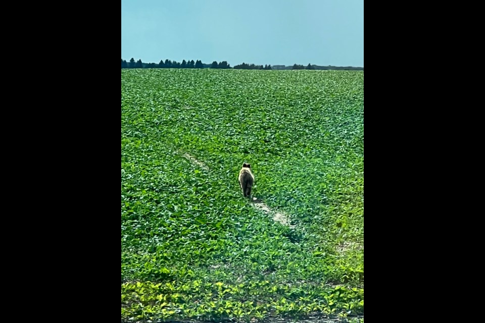 A young black bear was spotted by a reader between Indian Head and Katepwa Lake
