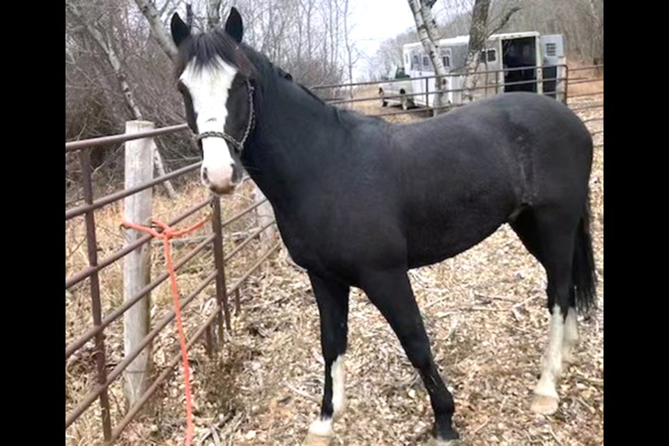 Adrienne, posted on social media: "If you needed that happy ending story in your life today. This is it. Sarge has been found and he is OK!