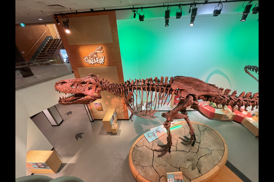 Researchers at the U of R examined the rib bone of Scotty, the largest Tyrannosaurus rex in the world.