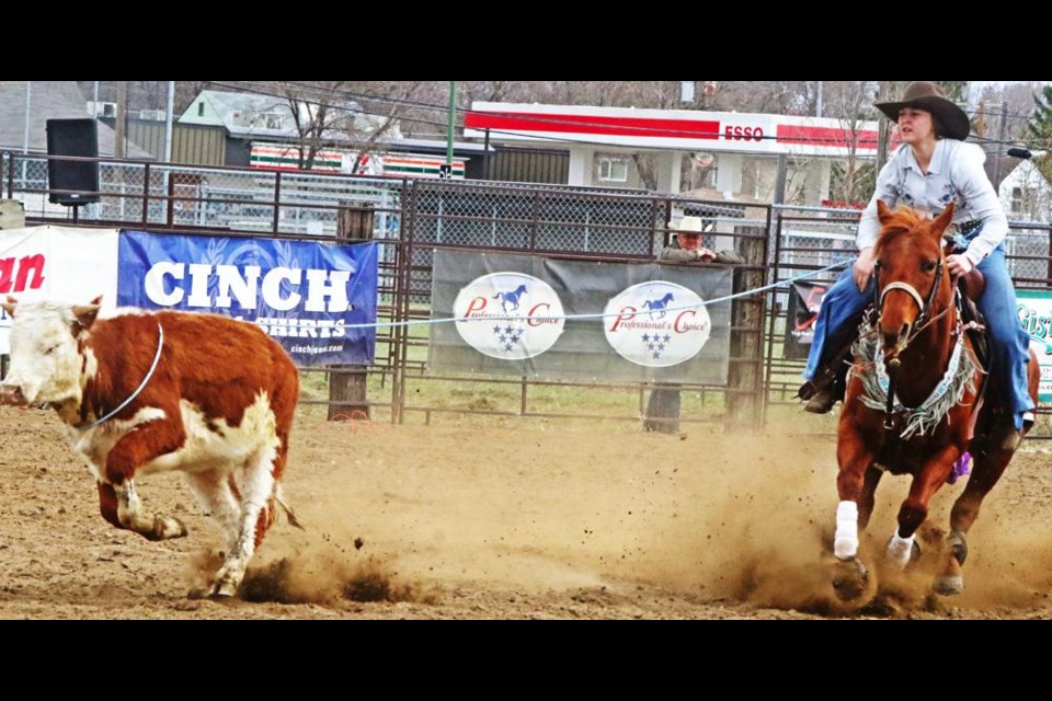 This Hereford calf was roped in the break-away roping event for junior girls