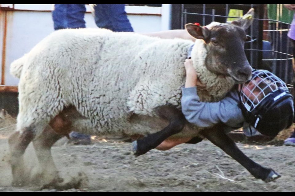 This mutton rider was determined not to fall off the sheep in the mutton busting event on Friday.