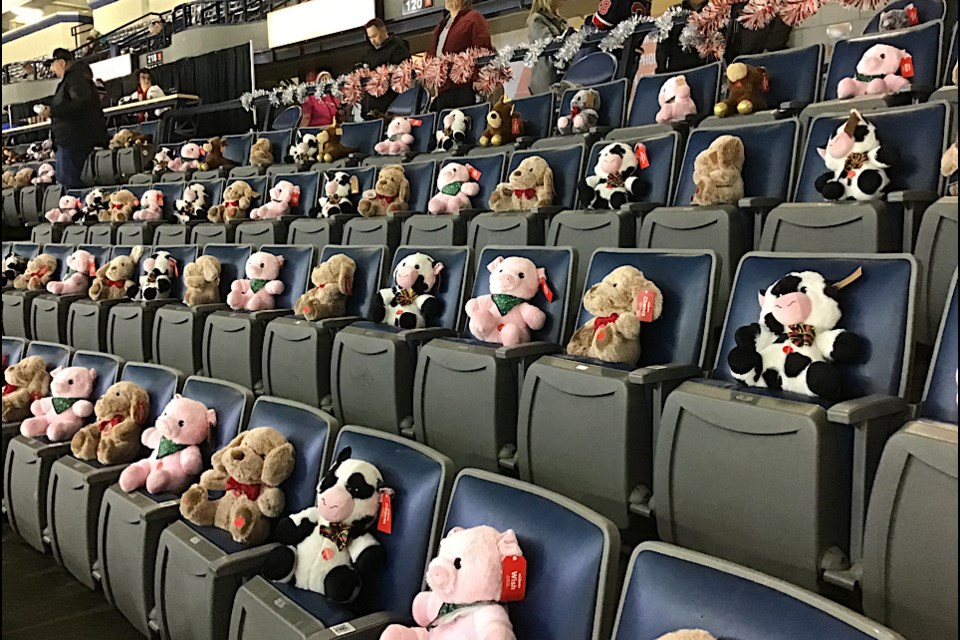 The scene at Brandt Centre as teddy bears are placed on the seats prior to puck drop.