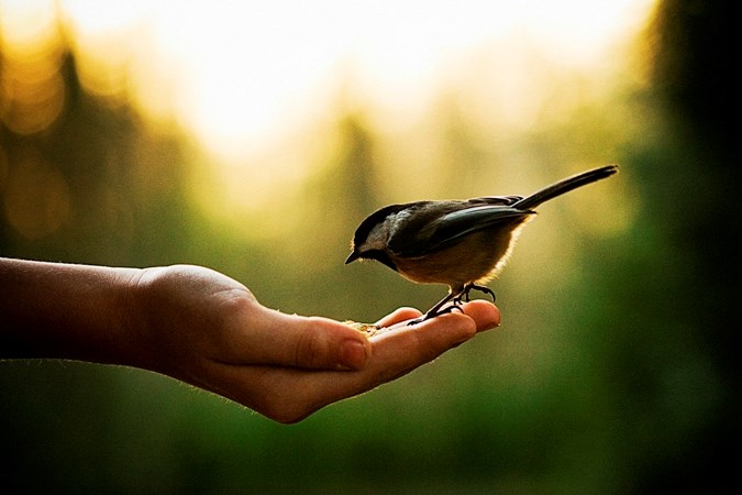 bird in nature