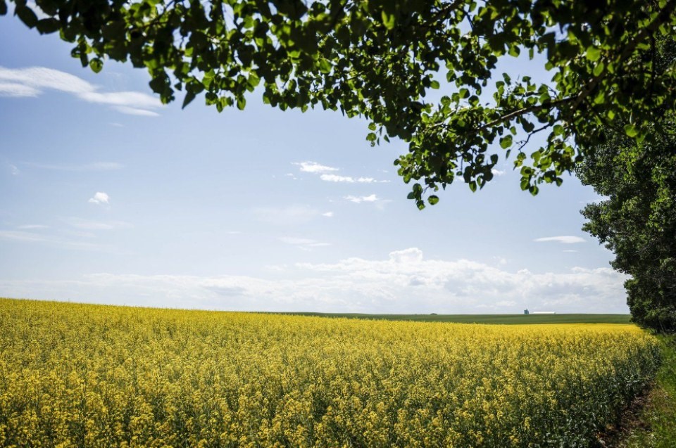 canola-field-cp