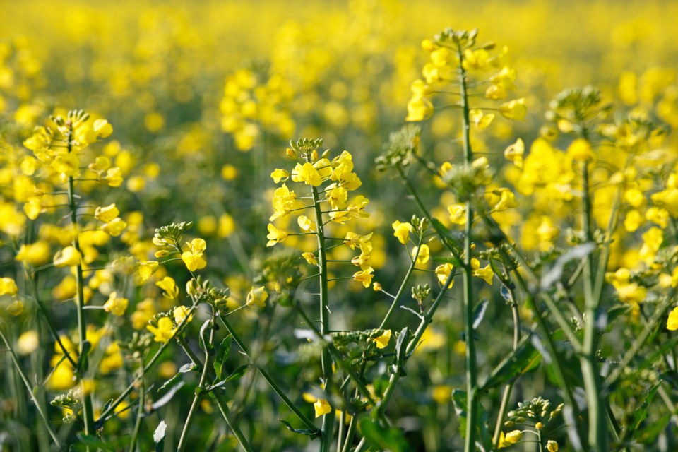 Canola stock