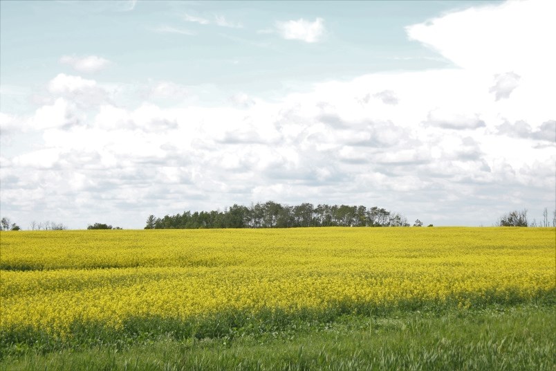 Canola crops are going from flower to pod more quickly due to the hot, dry weather.