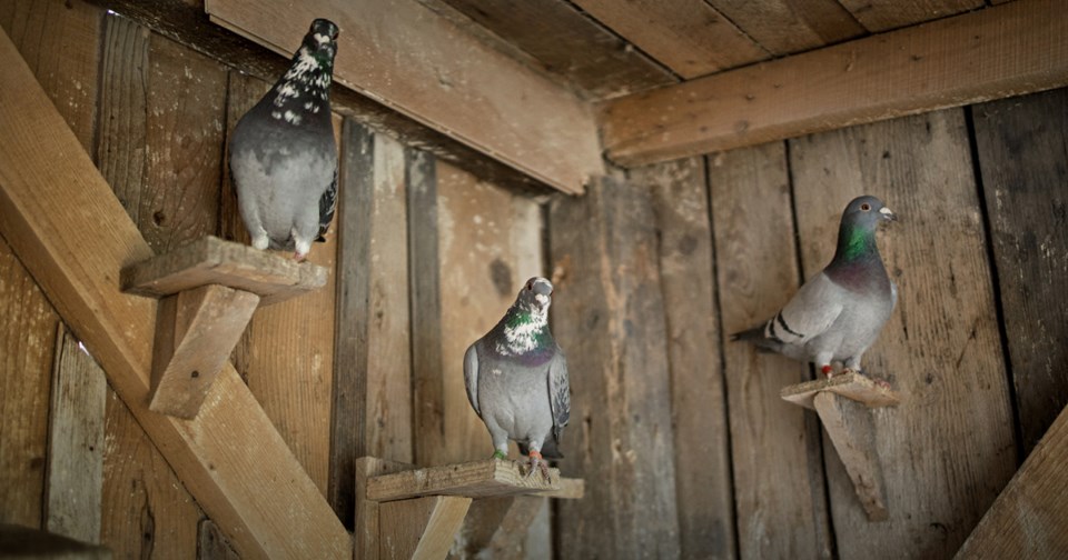 carrier pigeons in loft