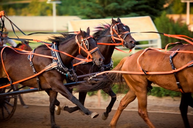 chuckwagon racing