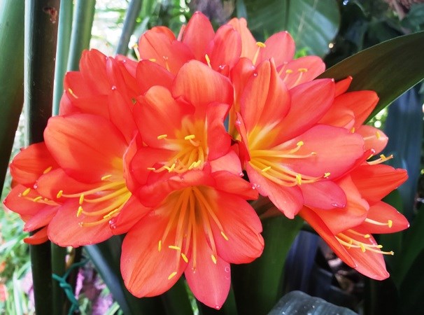 clivia in bloom