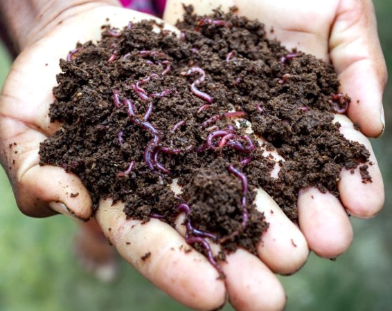 Organisms another route to nutrient-rich compost 